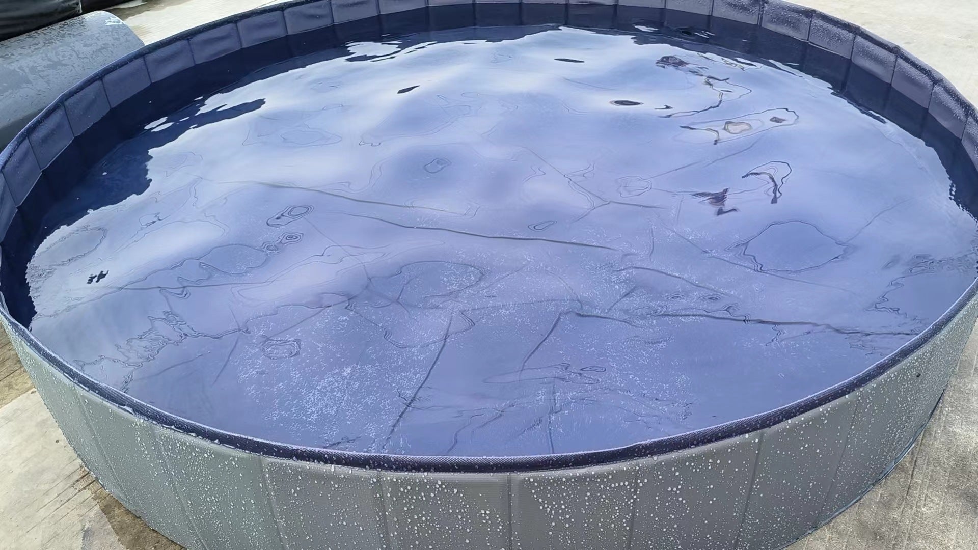 Dog Swimming Pool